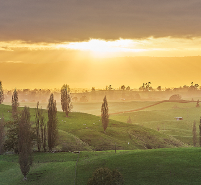 Like A Tuscan Dawn