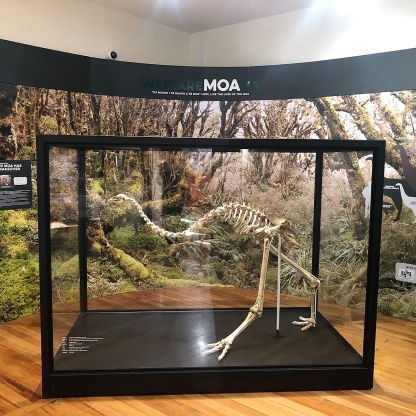 Deep Forest Moa display 1300