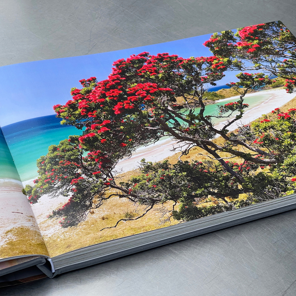 Fabulous pohutukawa in full bloom!