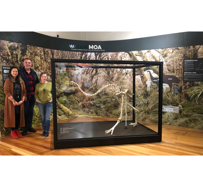 Moa exhibit