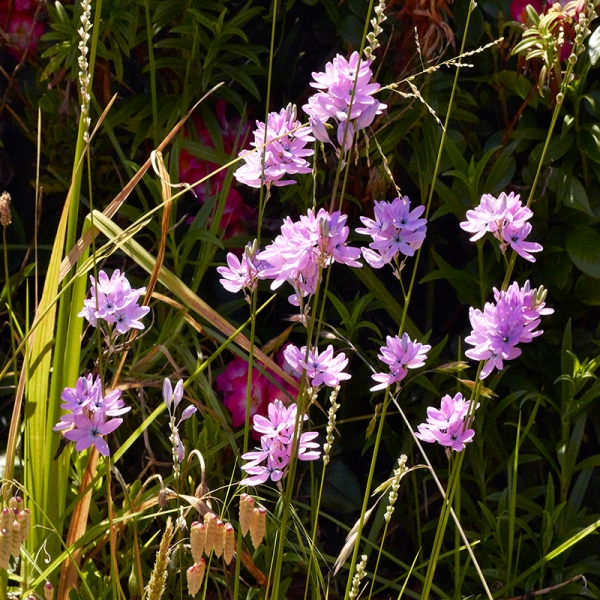Wildflowers detail1