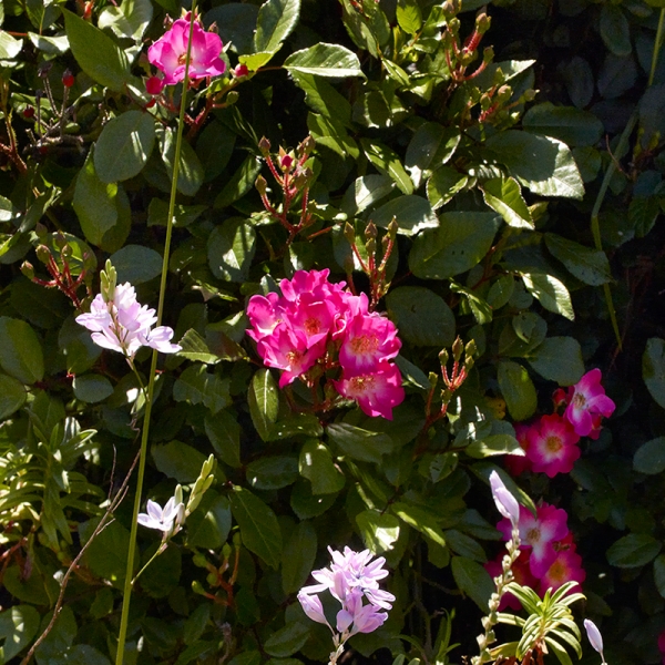 Wildflowers detail2