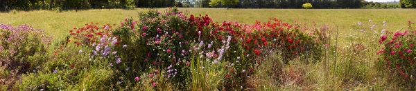 Wildflowers 2