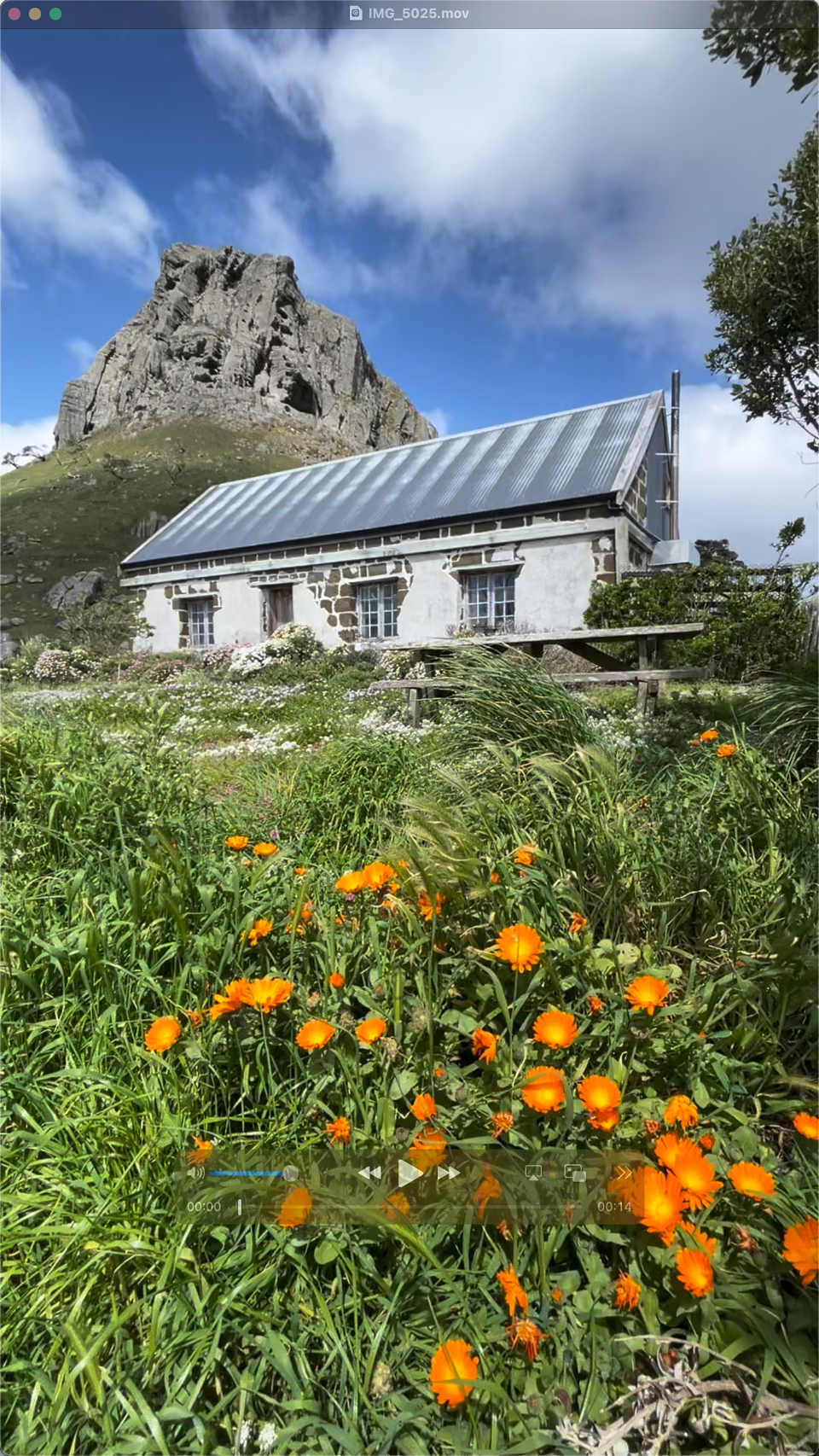 Wild Abandon